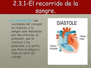 2.3.1-El recorrido de la
sangre.
• b.-contracción. Las
cavidades del corazón
se reducen, y la
sangre sale impulsada
por dos arterias: la
pulmonar, que la
conduce a los
pulmones, y la aorta,
que lleva la sangre a
todo el resto del
cuerpo.
 