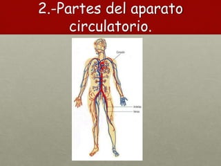 2.-Partes del aparato
circulatorio.
 