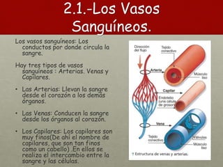 2.1.-Los Vasos
Sanguíneos.
Los vasos sanguíneos: Los
conductos por donde circula la
sangre.
Hay tres tipos de vasos
sanguíneos : Arterias. Venas y
Capilares.
• Las Arterias: Llevan la sangre
desde el corazón a los demás
órganos.
• Las Venas: Conducen la sangre
desde los órganos al corazón.
• Los Capilares: Los capilares son
muy finos(De ahí el nombre de
capilares, que son tan finos
como un cabello) .En ellos se
realiza el intercambio entre la
sangre y las células.
 