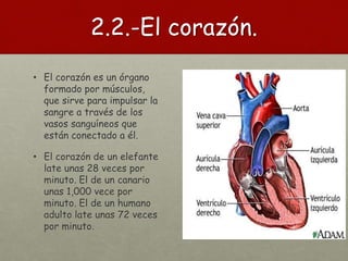 2.2.-El corazón.
• El corazón es un órgano
formado por músculos,
que sirve para impulsar la
sangre a través de los
vasos sanguíneos que
están conectado a él.
• El corazón de un elefante
late unas 28 veces por
minuto. El de un canario
unas 1,000 vece por
minuto. El de un humano
adulto late unas 72 veces
por minuto.
 