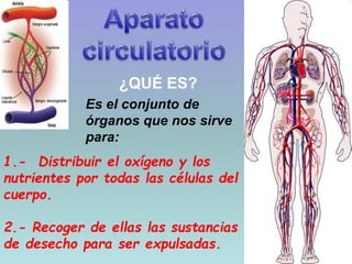 1
¿QUÉ ES?
Es el conjunto de
órganos que nos sirve
para:
1.- Distribuir el oxígeno y los
nutrientes por todas las células del
cuerpo.
2.- Recoger de ellas las sustancias
de desecho para ser expulsadas.
 