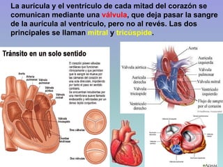 La aurícula y el ventrículo de cada mitad del corazón se
comunican mediante una válvula, que deja pasar la sangre
de la aurícula al ventrículo, pero no al revés. Las dos
principales se llaman mitral y tricúspide.
 