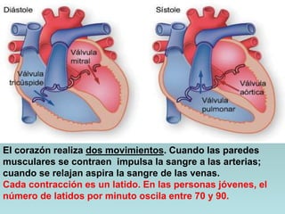 El corazón realiza dos movimientos. Cuando las paredes
musculares se contraen impulsa la sangre a las arterias;
cuando se relajan aspira la sangre de las venas.
Cada contracción es un latido. En las personas jóvenes, el
número de latidos por minuto oscila entre 70 y 90.
 