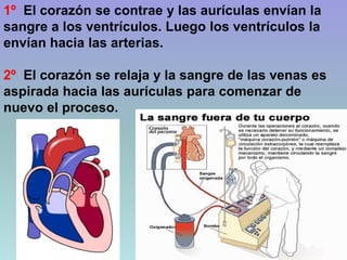 1º El corazón se contrae y las aurículas envían la
sangre a los ventrículos. Luego los ventrículos la
envían hacia las arterias.
2º El corazón se relaja y la sangre de las venas es
aspirada hacia las aurículas para comenzar de
nuevo el proceso.
 