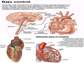 Aparato circulatorio