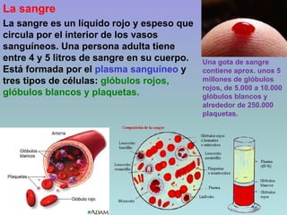 La sangre.
La sangre es un líquido rojo y espeso que
circula por el interior de los vasos
sanguíneos. Una persona adulta tiene
entre 4 y 5 litros de sangre en su cuerpo.
Está formada por el plasma sanguíneo y
tres tipos de células: glóbulos rojos,
glóbulos blancos y plaquetas.
Una gota de sangre
contiene aprox. unos 5
millones de glóbulos
rojos, de 5.000 a 10.000
glóbulos blancos y
alrededor de 250.000
plaquetas.
 