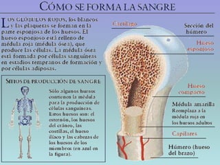 Aparato circulatorio