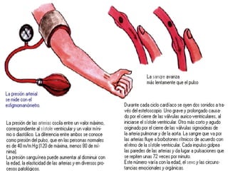 Aparato circulatorio