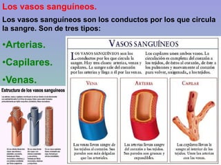 Los vasos sanguíneos.
Los vasos sanguíneos son los conductos por los que circula
la sangre. Son de tres tipos:
•Arterias.
•Capilares.
•Venas.
 