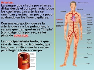 Arterias.
La sangre que circula por ellas se
dirige desde el corazón hacia todos
los capilares. Las arterias se
ramifican y estrechan poco a poco,
acabando en los finos capilares.
Con una excepción, que es la
arteria que va a los pulmones, la
sangre que transportan es “limpia”
(con oxígeno) y por eso, se les
pinta de color rojo.
La principal arteria Aorta, la que
sale del ventrículo izquierdo, que
luego se ramifica muchas veces
para llegar a todo el cuerpo.
 