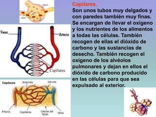 Capilares.
Son unos tubos muy delgados y
con paredes también muy finas.
Se encargan de llevar el oxígeno
y los nutrientes de los alimentos
a todas las células. También
recogen de ellas el dióxido de
carbono y las sustancias de
desecho. También recogen el
oxígeno de los alvéolos
pulmonares y dejan en ellos el
dióxido de carbono producido
en las células para que sea
expulsado al exterior.
 