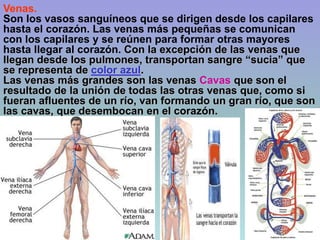 Venas.
Son los vasos sanguíneos que se dirigen desde los capilares
hasta el corazón. Las venas más pequeñas se comunican
con los capilares y se reúnen para formar otras mayores
hasta llegar al corazón. Con la excepción de las venas que
llegan desde los pulmones, transportan sangre “sucia” que
se representa de color azul.
Las venas más grandes son las venas Cavas que son el
resultado de la unión de todas las otras venas que, como si
fueran afluentes de un río, van formando un gran río, que son
las cavas, que desembocan en el corazón.
 