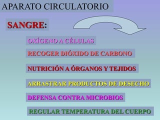 23
APARATO CIRCULATORIO
OXÍGENO A CÉLULAS
RECOGER DIÓXIDO DE CARBONO
NUTRICIÓN A ÓRGANOS Y TEJIDOS
ARRASTRAR PRODUCTOS DE DESECHO
DEFENSA CONTRA MICROBIOS
REGULAR TEMPERATURA DEL CUERPO
SANGRE:
 