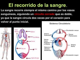 El recorrido de la sangre.
La sangre recorre siempre el mismo camino por los vasos
sanguíneos, siguiendo un circuito cerrado que es doble,
ya que la sangre circula dos veces por el corazón para
volver al punto inicial.
 