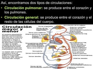 Así, encontramos dos tipos de circulaciones:
• Circulación pulmonar: se produce entre el corazón y
los pulmones.
• Circulación general: se produce entre el corazón y el
resto de las células del cuerpo.
 