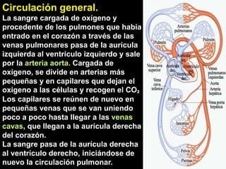 Circulación general.
La sangre cargada de oxígeno y
procedente de los pulmones que había
entrado en el corazón a través de las
venas pulmonares pasa de la aurícula
izquierda al ventrículo izquierdo y sale
por la arteria aorta. Cargada de
oxígeno, se divide en arterias más
pequeñas y en capilares que dejan el
oxígeno a las células y recogen el CO₂
Los capilares se reúnen de nuevo en
pequeñas venas que se van uniendo
poco a poco hasta llegar a las venas
cavas, que llegan a la aurícula derecha
del corazón.
La sangre pasa de la aurícula derecha
al ventrículo derecho, iniciándose de
nuevo la circulación pulmonar.
 