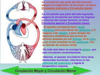 • El aparato circulatorio tiene varias
funciones sirve para llevar los alimentos y el
oxígeno a las células, y para recoger los
desechos metabólicos que se han de
eliminar después por los riñones, en la orina,
y por el aire exhalado en los pulmones, rico
en dióxido de carbono (CO2).
•De toda esta labor se encarga la sangre, que
está circulando constantemente.
•Además, el aparato circulatorio tiene otras
destacadas funciones: interviene en las
defensas del organismo y regula la
temperatura corporal.
•La circulación que parte del lado derecho
asegura la oxigenación de la sangre; se llama
Circulación pulmonar o Circulación menor.
•La circulación que parte del lado izquierdo,
asegura la circulación por todos los órganos
y vísceras del cuerpo humano; se llama
Circulación general o Circulación mayor.
Circulación Mayor y Circulación Menor
 