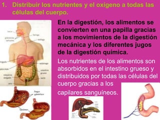 1. Distribuir los nutrientes y el oxígeno a todas las
células del cuerpo.
En la digestión, los alimentos se
convierten en una papilla gracias
a los movimientos de la digestión
mecánica y los diferentes jugos
de la digestión química.
Los nutrientes de los alimentos son
absorbidos en el intestino grueso y
distribuidos por todas las células del
cuerpo gracias a los
capilares sanguíneos.
 