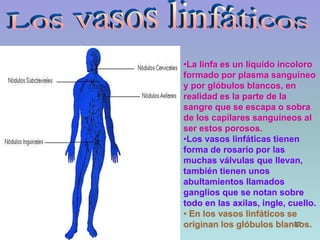 30
•La linfa es un líquido incoloro
formado por plasma sanguíneo
y por glóbulos blancos, en
realidad es la parte de la
sangre que se escapa o sobra
de los capilares sanguíneos al
ser estos porosos.
•Los vasos linfáticas tienen
forma de rosario por las
muchas válvulas que llevan,
también tienen unos
abultamientos llamados
ganglios que se notan sobre
todo en las axilas, ingle, cuello.
• En los vasos linfáticos se
originan los glóbulos blancos.
 