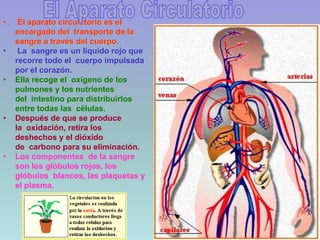 31
• El aparato circulatorio es el
encargado del transporte de la
sangre a través del cuerpo.
• La sangre es un líquido rojo que
recorre todo el cuerpo impulsada
por el corazón.
• Ella recoge el oxígeno de los
pulmones y los nutrientes
del intestino para distribuirlos
entre todas las células.
• Después de que se produce
la oxidación, retira los
deshechos y el dióxido
de carbono para su eliminación.
• Los componentes de la sangre
son los glóbulos rojos, los
glóbulos blancos, las plaquetas y
el plasma.
 