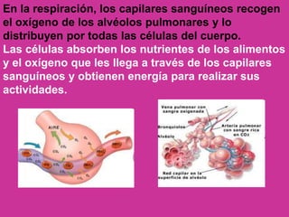 En la respiración, los capilares sanguíneos recogen
el oxígeno de los alvéolos pulmonares y lo
distribuyen por todas las células del cuerpo.
Las células absorben los nutrientes de los alimentos
y el oxígeno que les llega a través de los capilares
sanguíneos y obtienen energía para realizar sus
actividades.
 