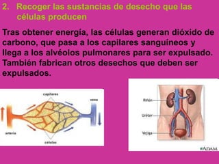 2. Recoger las sustancias de desecho que las
células producen
Tras obtener energía, las células generan dióxido de
carbono, que pasa a los capilares sanguíneos y
llega a los alvéolos pulmonares para ser expulsado.
También fabrican otros desechos que deben ser
expulsados.
 