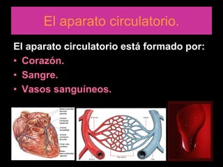 El aparato circulatorio.
El aparato circulatorio está formado por:
• Corazón.
• Sangre.
• Vasos sanguíneos.
 