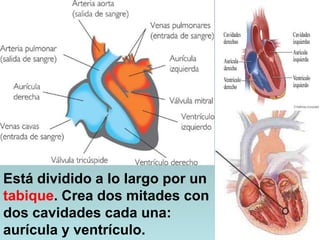 Está dividido a lo largo por un
tabique. Crea dos mitades con
dos cavidades cada una:
aurícula y ventrículo.
 