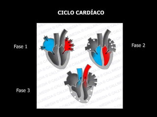 CICLO CARDÍACO
Fase 1 Fase 2
Fase 3
 