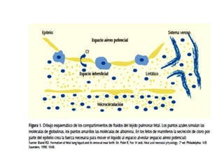 Aparato  circulatorio