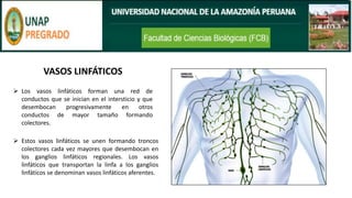 VASOS LINFÁTICOS
➢ Los vasos linfáticos forman una red de
conductos que se inician en el intersticio y que
desembocan progresivamente en otros
conductos de mayor tamaño formando
colectores.
➢ Estos vasos linfáticos se unen formando troncos
colectores cada vez mayores que desembocan en
los ganglios linfáticos regionales. Los vasos
linfáticos que transportan la linfa a los ganglios
linfáticos se denominan vasos linfáticos aferentes.
 