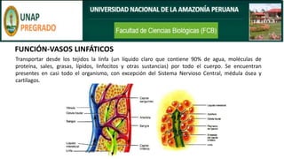 FUNCIÓN-VASOS LINFÁTICOS
Transportar desde los tejidos la linfa (un líquido claro que contiene 90% de agua, moléculas de
proteína, sales, grasas, lípidos, linfocitos y otras sustancias) por todo el cuerpo. Se encuentran
presentes en casi todo el organismo, con excepción del Sistema Nervioso Central, médula ósea y
cartílagos.
 