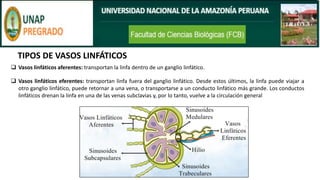TIPOS DE VASOS LINFÁTICOS
❑ Vasos linfáticos aferentes: transportan la linfa dentro de un ganglio linfático.
❑ Vasos linfáticos eferentes: transportan linfa fuera del ganglio linfático. Desde estos últimos, la linfa puede viajar a
otro ganglio linfático, puede retornar a una vena, o transportarse a un conducto linfático más grande. Los conductos
linfáticos drenan la linfa en una de las venas subclavias y, por lo tanto, vuelve a la circulación general
 