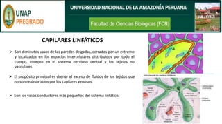 CAPILARES LINFÁTICOS
➢ Son diminutos vasos de las paredes delgadas, cerrados por un extremo
y localizados en los espacios intercelulares distribuidos por todo el
cuerpo, excepto en el sistema nervioso central y los tejidos no
vasculares.
➢ El propósito principal es drenar el exceso de fluidos de los tejidos que
no son reabsorbidos por los capilares venosos.
➢ Son los vasos conductores más pequeños del sistema linfático.
 