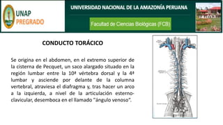 CONDUCTO TORÁCICO
Se origina en el abdomen, en el extremo superior de
la cisterna de Pecquet, un saco alargado situado en la
región lumbar entre la 10ª vértebra dorsal y la 4ª
lumbar y asciende por delante de la columna
vertebral, atraviesa el diafragma y, tras hacer un arco
a la izquierda, a nivel de la articulación esterno-
clavicular, desemboca en el llamado "ángulo venoso“.
 