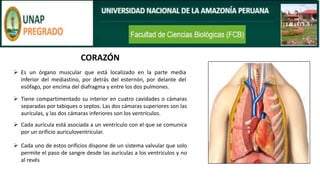 CORAZÓN
➢ Es un órgano muscular que está localizado en la parte media
inferior del mediastino, por detrás del esternón, por delante del
esófago, por encima del diafragma y entre los dos pulmones.
➢ Tiene compartimentado su interior en cuatro cavidades o cámaras
separadas por tabiques o septos. Las dos cámaras superiores son las
aurículas, y las dos cámaras inferiores son los ventrículos.
➢ Cada aurícula está asociada a un ventrículo con el que se comunica
por un orificio auriculoventricular.
➢ Cada uno de estos orificios dispone de un sistema valvular que solo
permite el paso de sangre desde las aurículas a los ventrículos y no
al revés
 