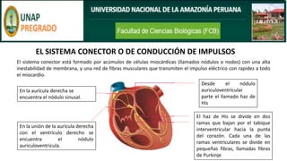 EL SISTEMA CONECTOR O DE CONDUCCIÓN DE IMPULSOS
El sistema conector está formado por acúmulos de células miocárdicas (llamados nódulos o nodos) con una alta
inestabilidad de membrana, y una red de fibras musculares que transmiten el impulso eléctrico con rapidez a todo
el miocardio.
En la aurícula derecha se
encuentra el nódulo sinusal.
En la unión de la aurícula derecha
con el ventrículo derecho se
encuentra el nódulo
auriculoventricula.
Desde el nódulo
auriculoventricular
parte el llamado haz de
His
El haz de His se divide en dos
ramas que bajan por el tabique
interventricular hacia la punta
del corazón. Cada una de las
ramas ventriculares se divide en
pequeñas fibras, llamadas fibras
de Purkinje
 