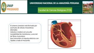 El sistema conector está formado por
acúmulos de células miocárdicas
(llamados
nódulos o nodos) con una alta
inestabilidad de membrana, y una red
de fibras musculares
que transmiten el impulso eléctrico con
rapidez a todo el miocardio
 