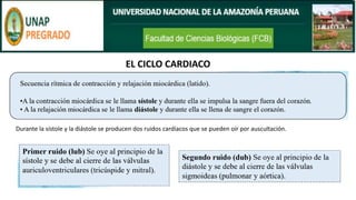 EL CICLO CARDIACO
Durante la sístole y la diástole se producen dos ruidos cardíacos que se pueden oír por auscultación.
 