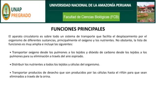 FUNCIONES PRINCIPALES
El aparato circulatorio es sobre todo un sistema de transporte que facilita el desplazamiento por el
organismo de diferentes sustancias, principalmente el oxígeno y los nutrientes. No obstante, la lista de
funciones es muy amplia e incluye las siguientes:
• Transportar oxígeno desde los pulmones a los tejidos y dióxido de carbono desde los tejidos a los
pulmones para su eliminación a través del aire espirado.
• Distribuir los nutrientes a todos los tejidos y células del organismo.
• Transportar productos de desecho que son producidos por las células hasta el riñón para que sean
eliminados a través de la orina.
 
