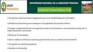 • Transportar sustancias hasta el hígado para que sean metabolizadas por este órgano.
• Distribuir las hormonas que se producen en las glándulas de secreción interna.
• Proteger al organismo frente a las agresiones externas de bacterias y virus haciendo circular por la
sangre leucocitos y anticuerpo
• Mantener la homeostasis
• Llevar a todas las células las sustancias que necesitan para su correcto funcionamiento
• Transportar las células leucocitarias
• Distribuir las hormonas
 