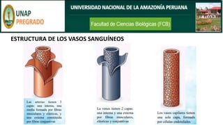 ESTRUCTURA DE LOS VASOS SANGUÍNEOS
 