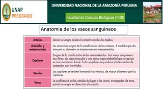 Anatomia de los vasos sanguineos
 