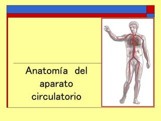 Anatomía del
aparato
circulatorio
 