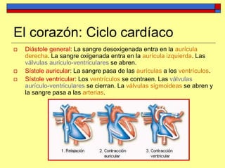 El corazón: Ciclo cardíaco
 Diástole general: La sangre desoxigenada entra en la aurícula
derecha. La sangre oxigenada entra en la aurícula izquierda. Las
válvulas auriculo-ventriculares se abren.
 Sístole auricular: La sangre pasa de las aurículas a los ventrículos.
 Sístole ventricular: Los ventrículos se contraen. Las válvulas
aurículo-ventriculares se cierran. La válvulas sigmoideas se abren y
la sangre pasa a las arterias.
 