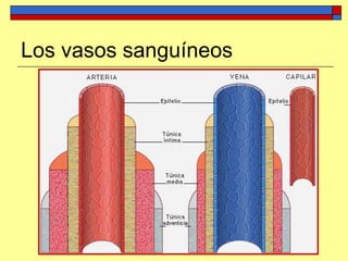 Los vasos sanguíneos
 