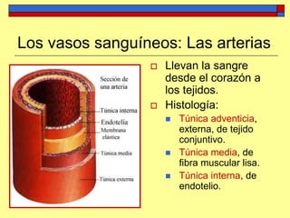 Los vasos sanguíneos: Las arterias
 Llevan la sangre
desde el corazón a
los tejidos.
 Histología:
 Túnica adventicia,
externa, de tejido
conjuntivo.
 Túnica media, de
fibra muscular lisa.
 Túnica interna, de
endotelio.
 