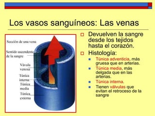 Los vasos sanguíneos: Las venas
 Devuelven la sangre
desde los tejidos
hasta el corazón.
 Histología:
 Túnica adventicia, más
gruesa que en arterias.
 Túnica media, más
delgada que en las
arterias.
 Túnica interna.
 Tienen válvulas que
evitan el retroceso de la
sangre
 