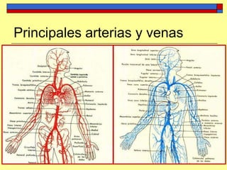 Principales arterias y venas
 