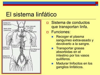 El sistema linfático
 Sistema de conductos
que transportan linfa.
 Funciones:
 Recoger el plasma
sanguíneo extravasado y
devolverlo a la sangre.
 Transportar grasas
absorbidas en el
intestino por los vasos
quilíferos.
 Madurar linfocitos en los
ganglios linfáticos.
 